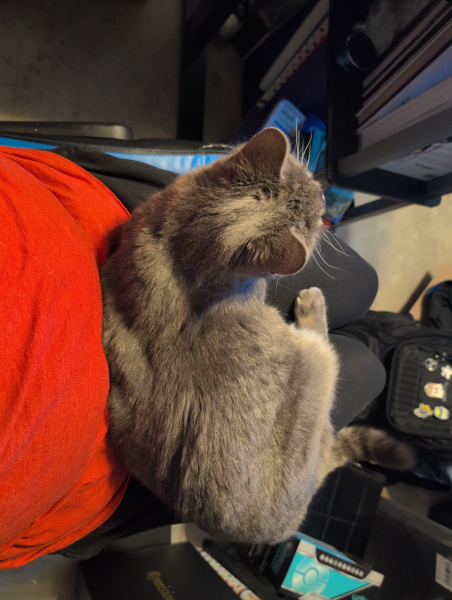 The ultimate lap cat experience