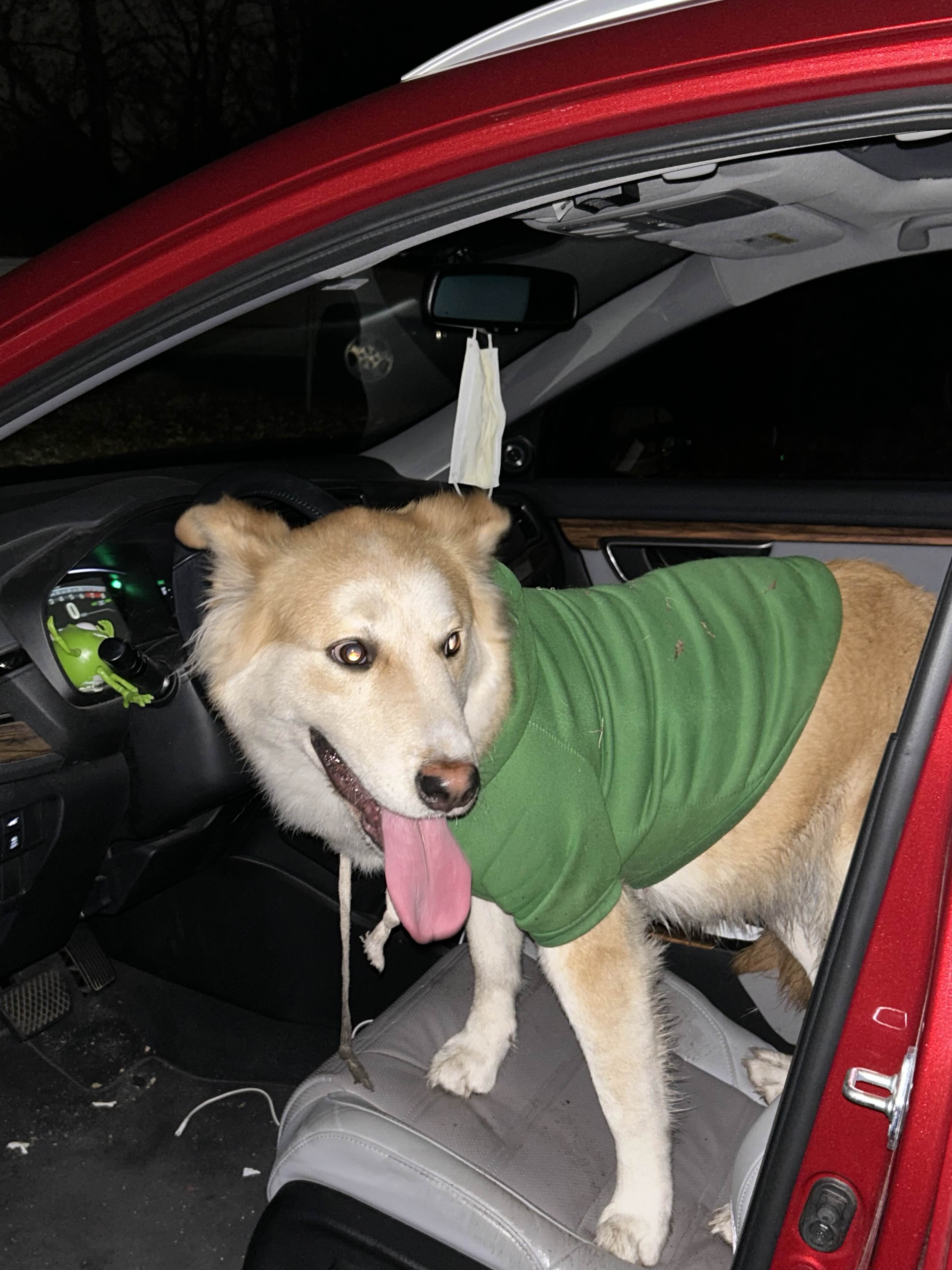 Lost Dog in Oklahoma City: Help Us Find Its Owner!