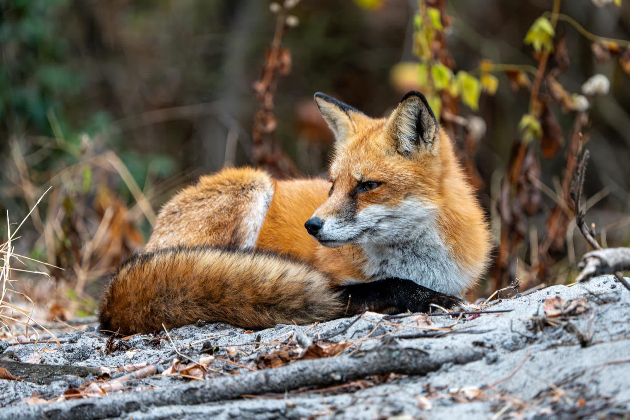 The clever fox strikes again!