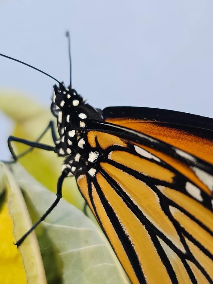 Regal Monarch in Its Element