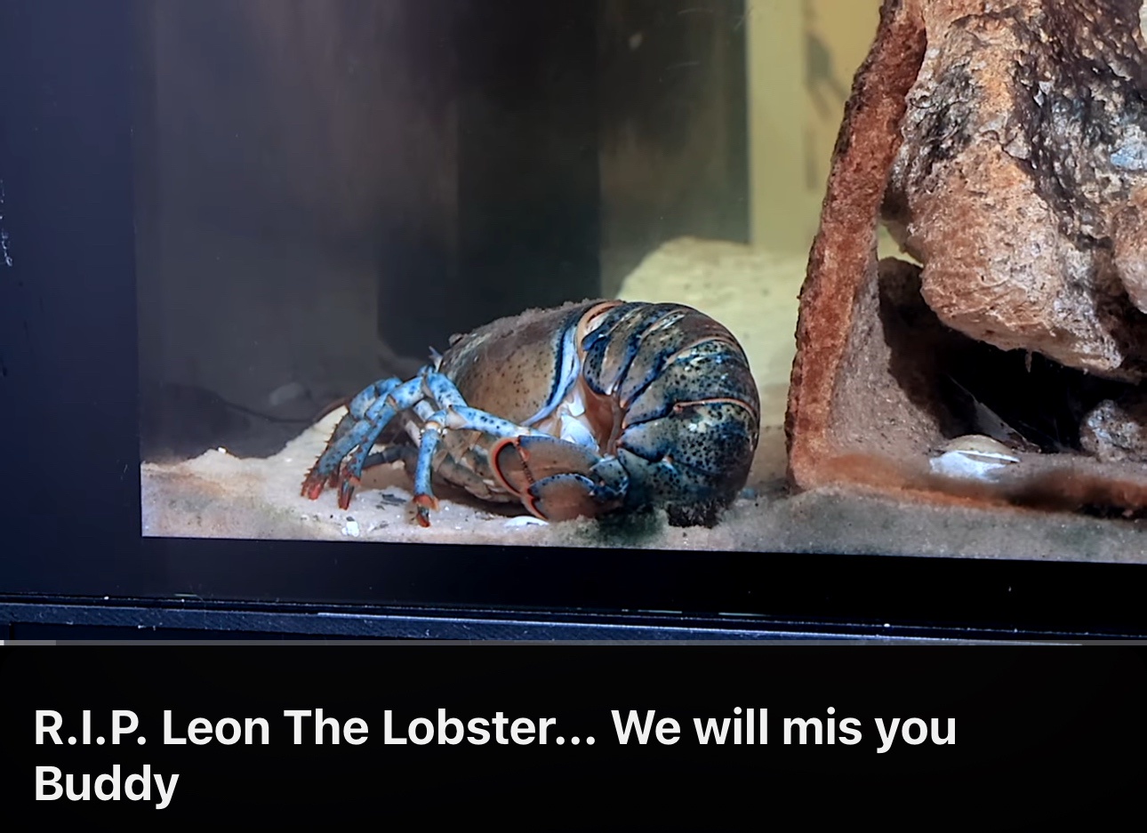 First Gene Hackman, his wife, and their dog have passed away... and now Leon the Lobster is gone too. What a terrible day!