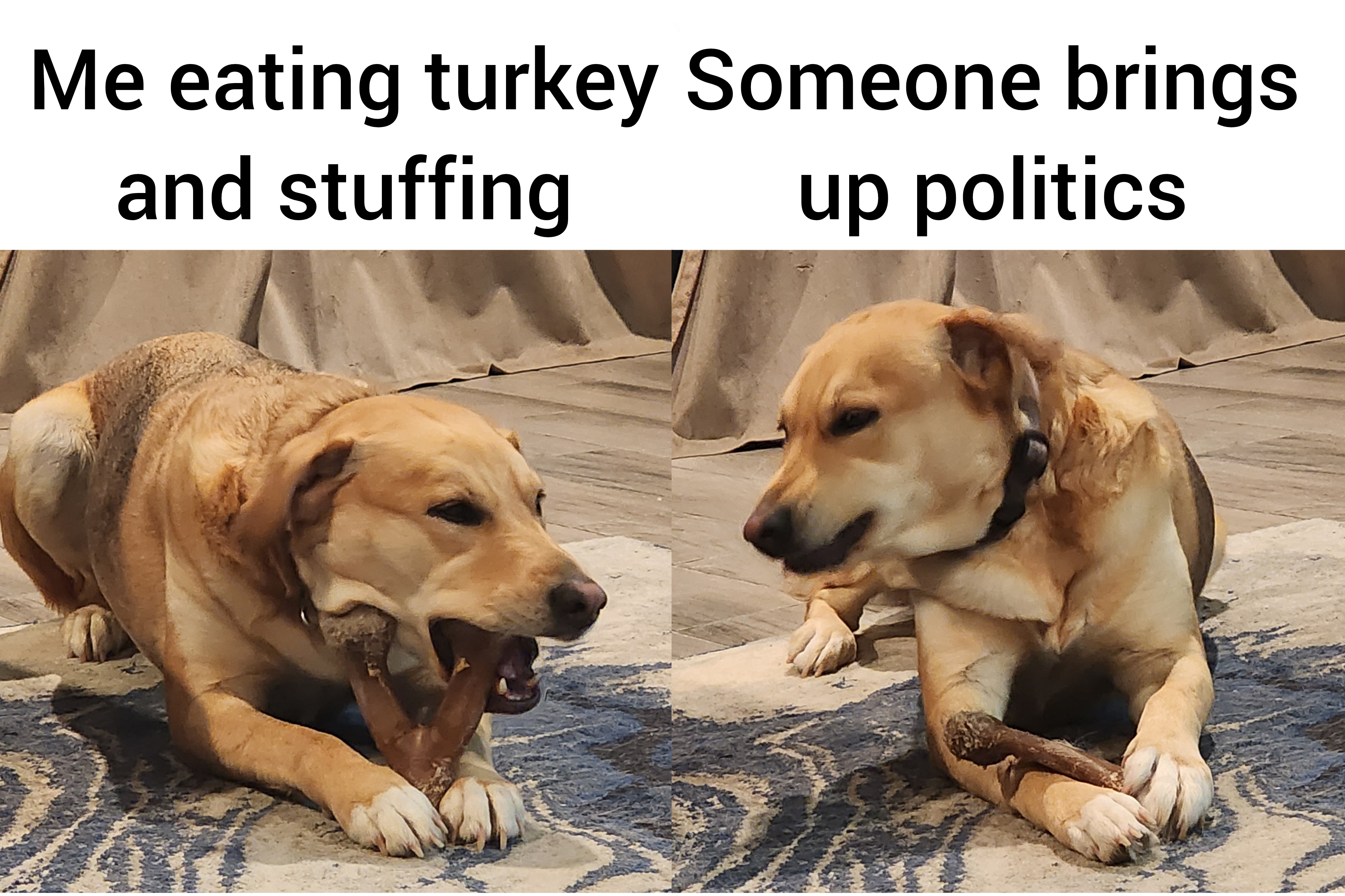 Celebrating Dogsgiving: A Feast for Our Furry Friends