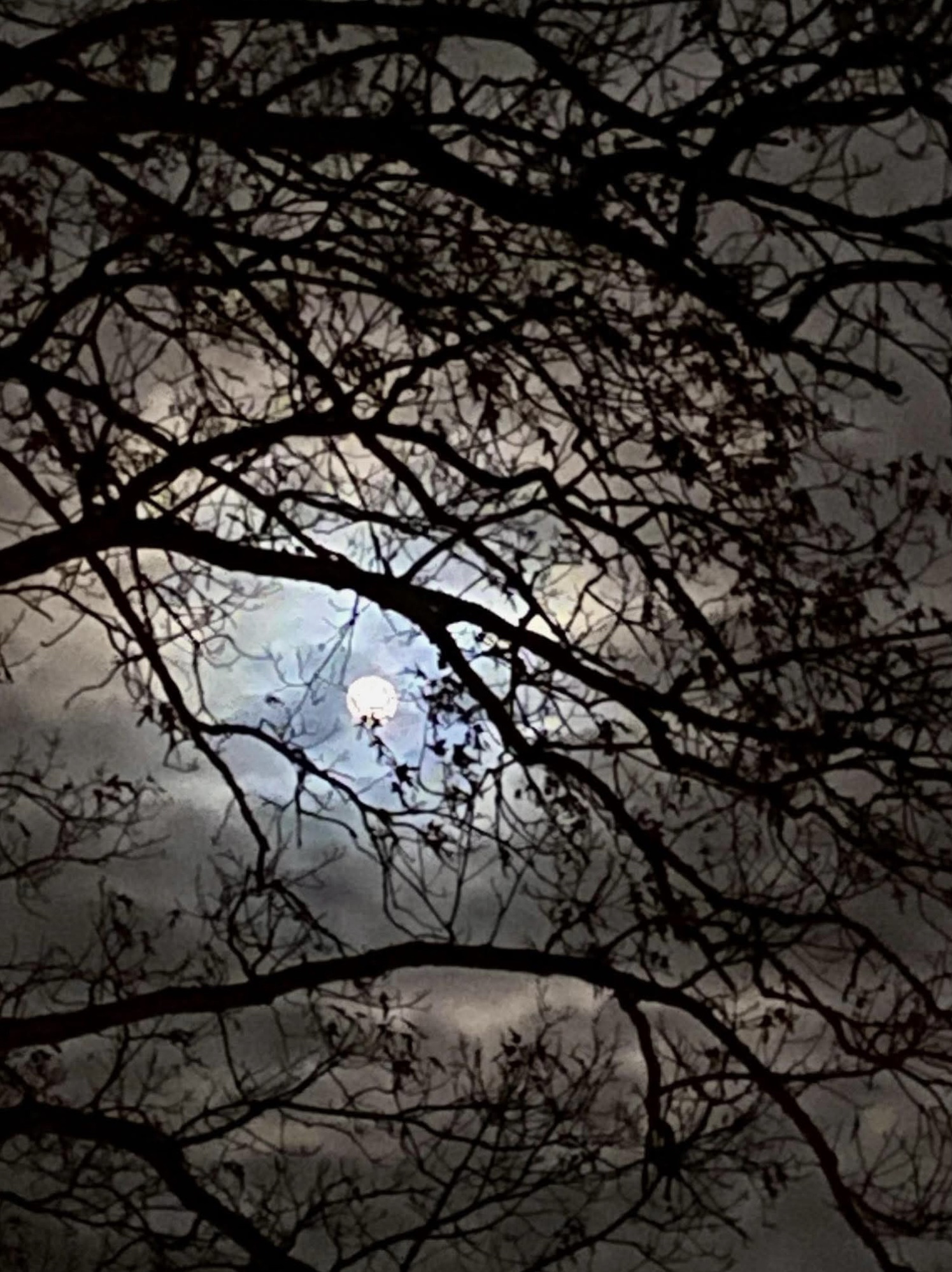 The Enigmatic Moon: A Celestial Wonder