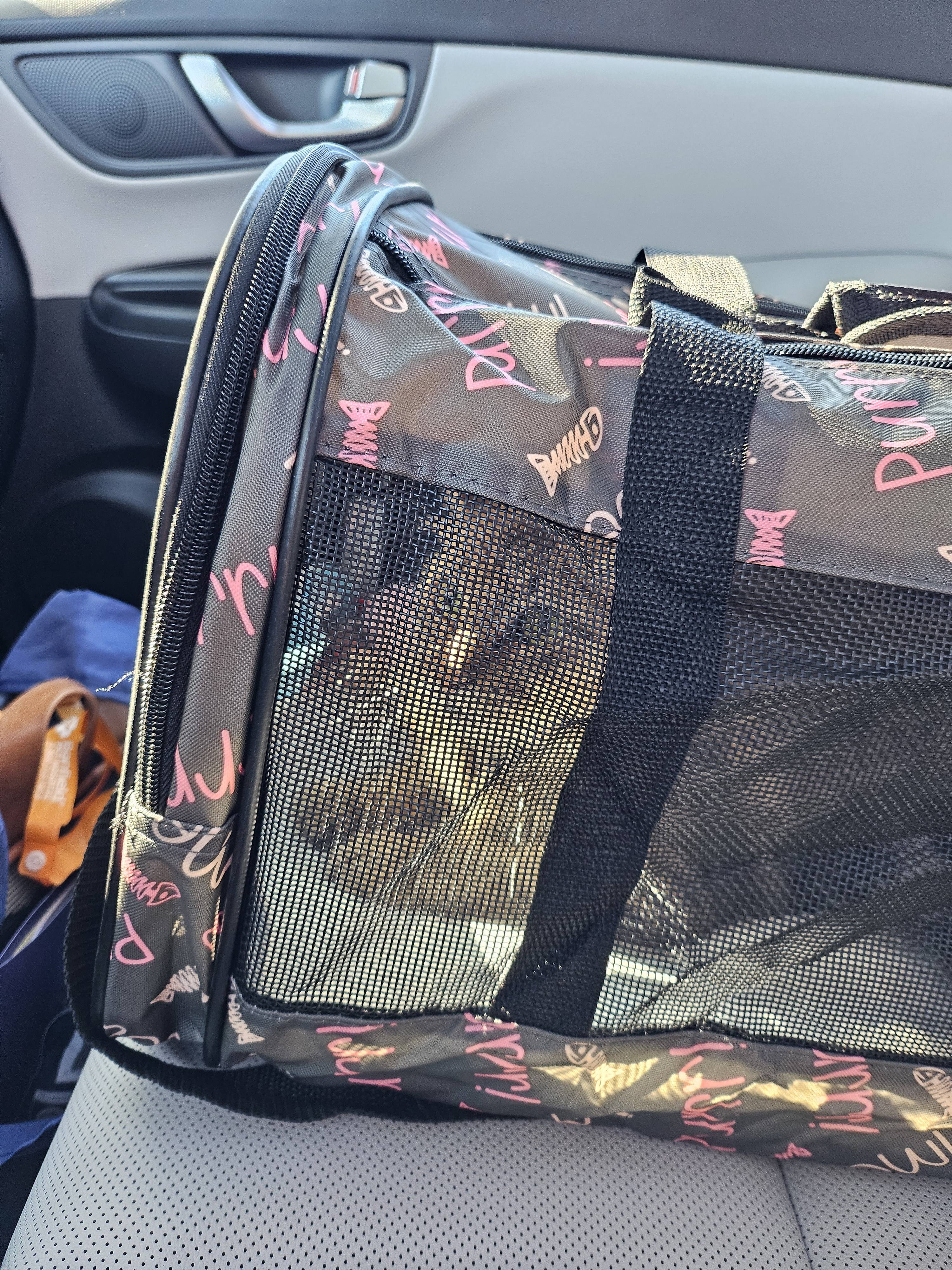Wish Me Luck! I Adopted a Sister for My Grumpy Cat