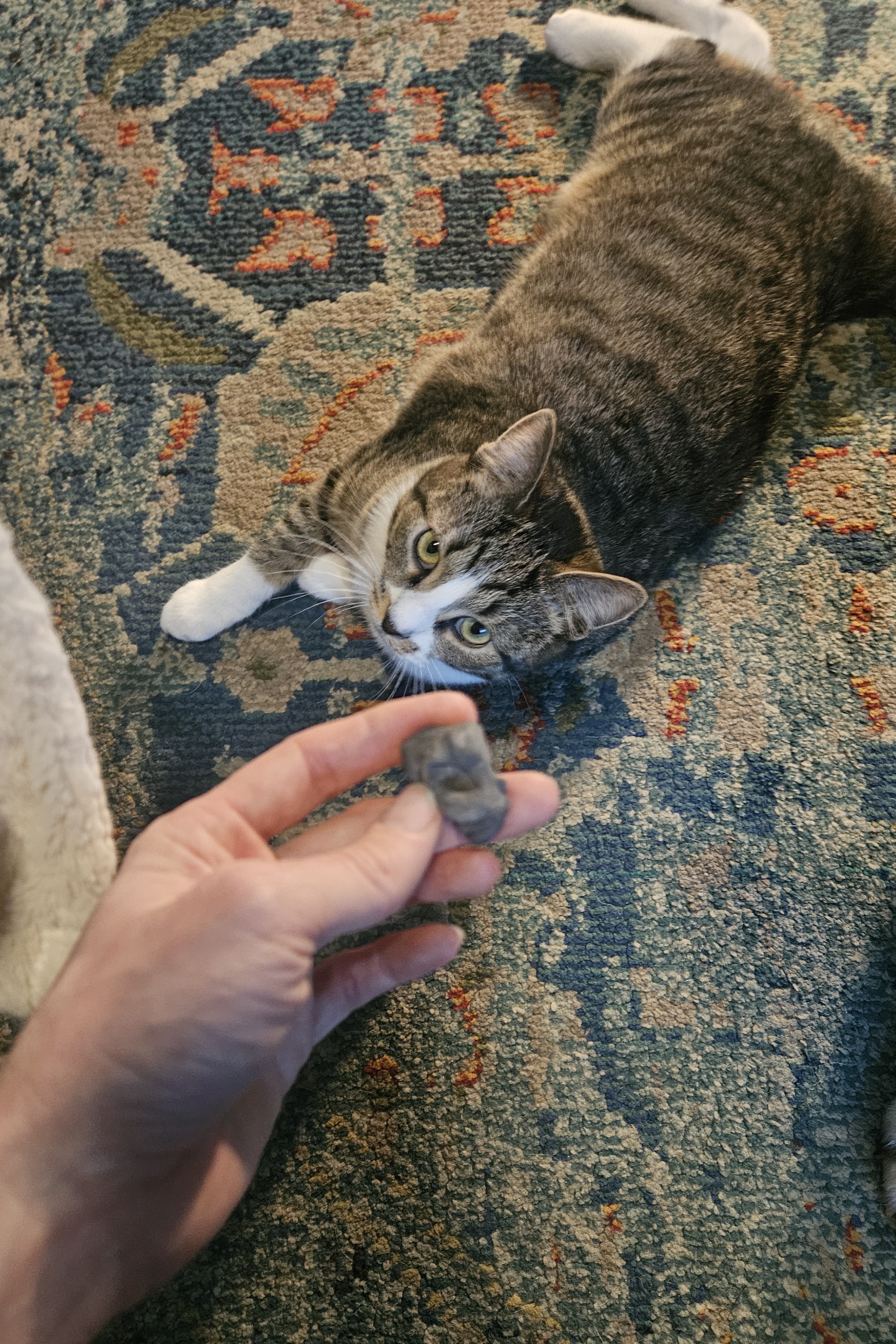 Lucifur's Mischief: The Case of the Vanishing Kneaded Erasers