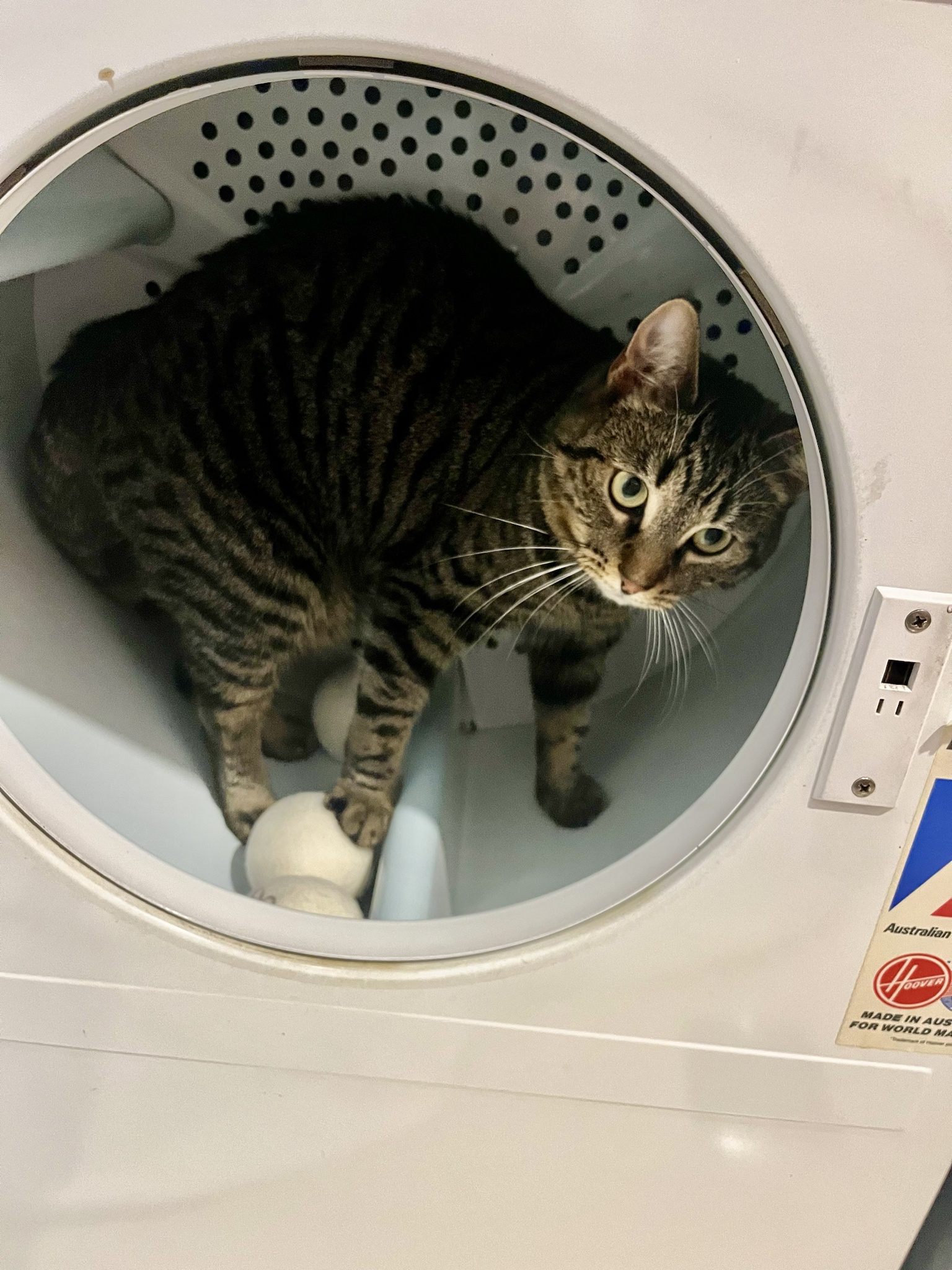 Caturday: She’s Always Here to Help!