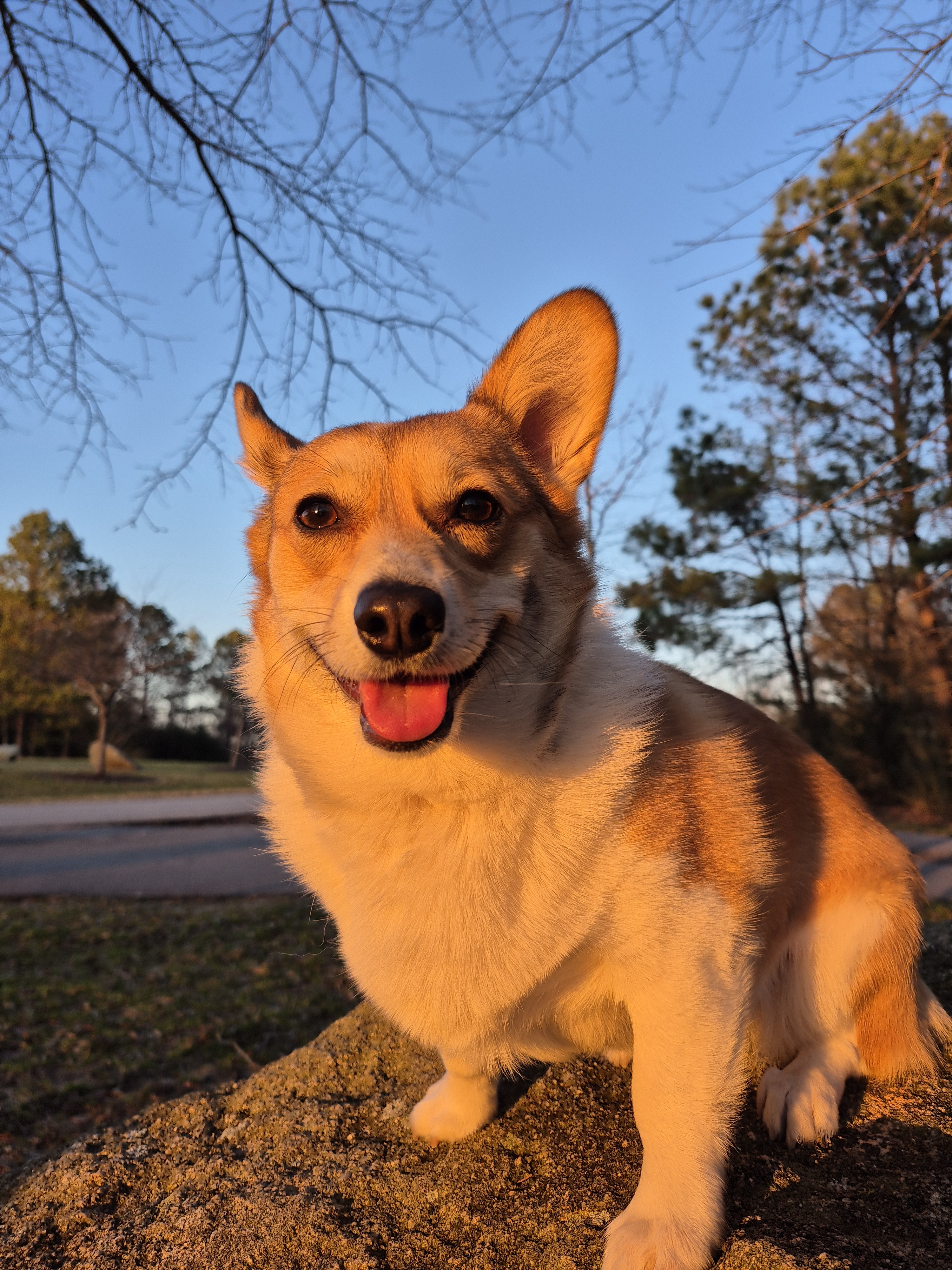 The iconic golden girl