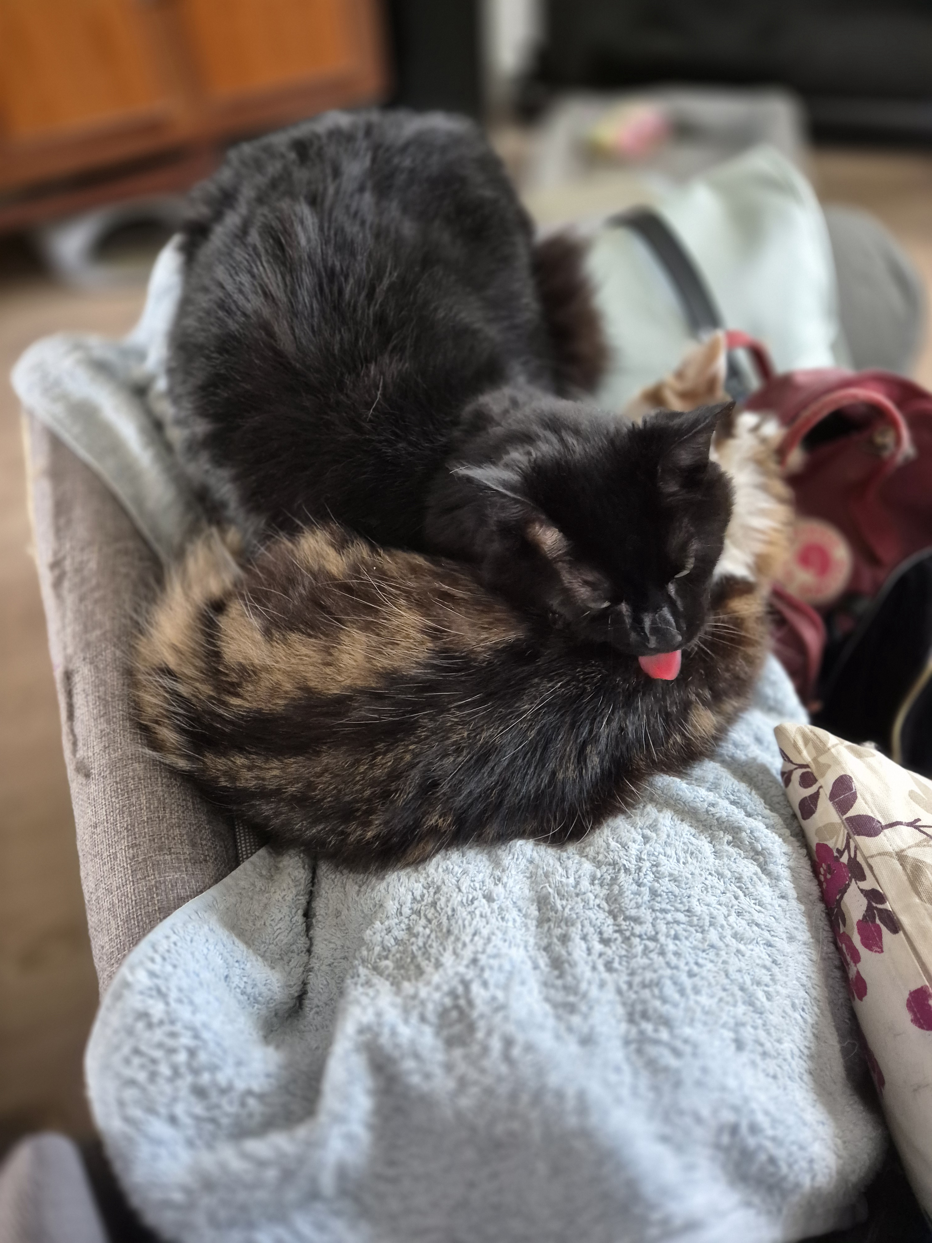 Step away from the abyss and check out my own little void, Kuma.