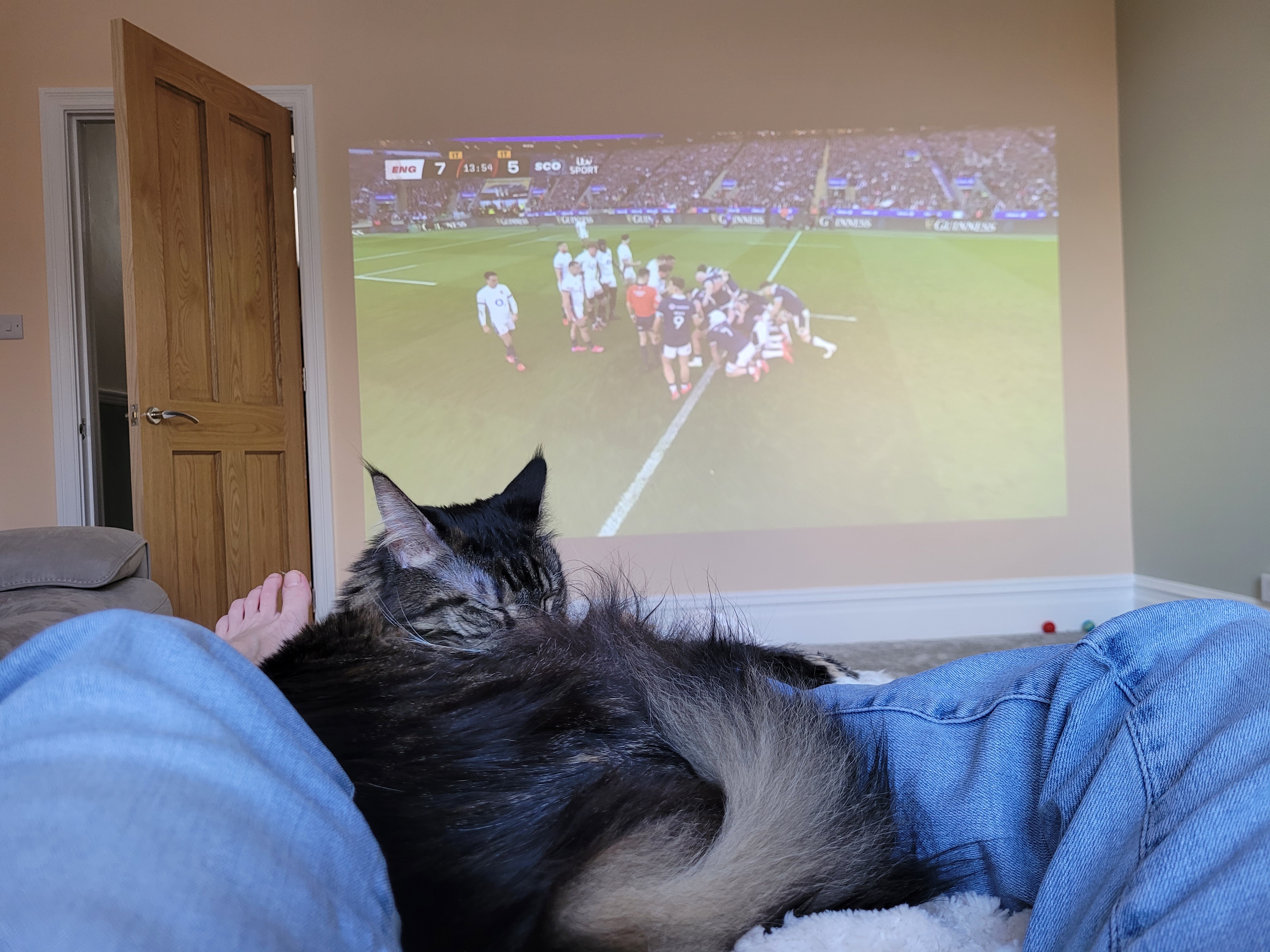 Cats and rugby: the perfect recipe for a happy Saturday!