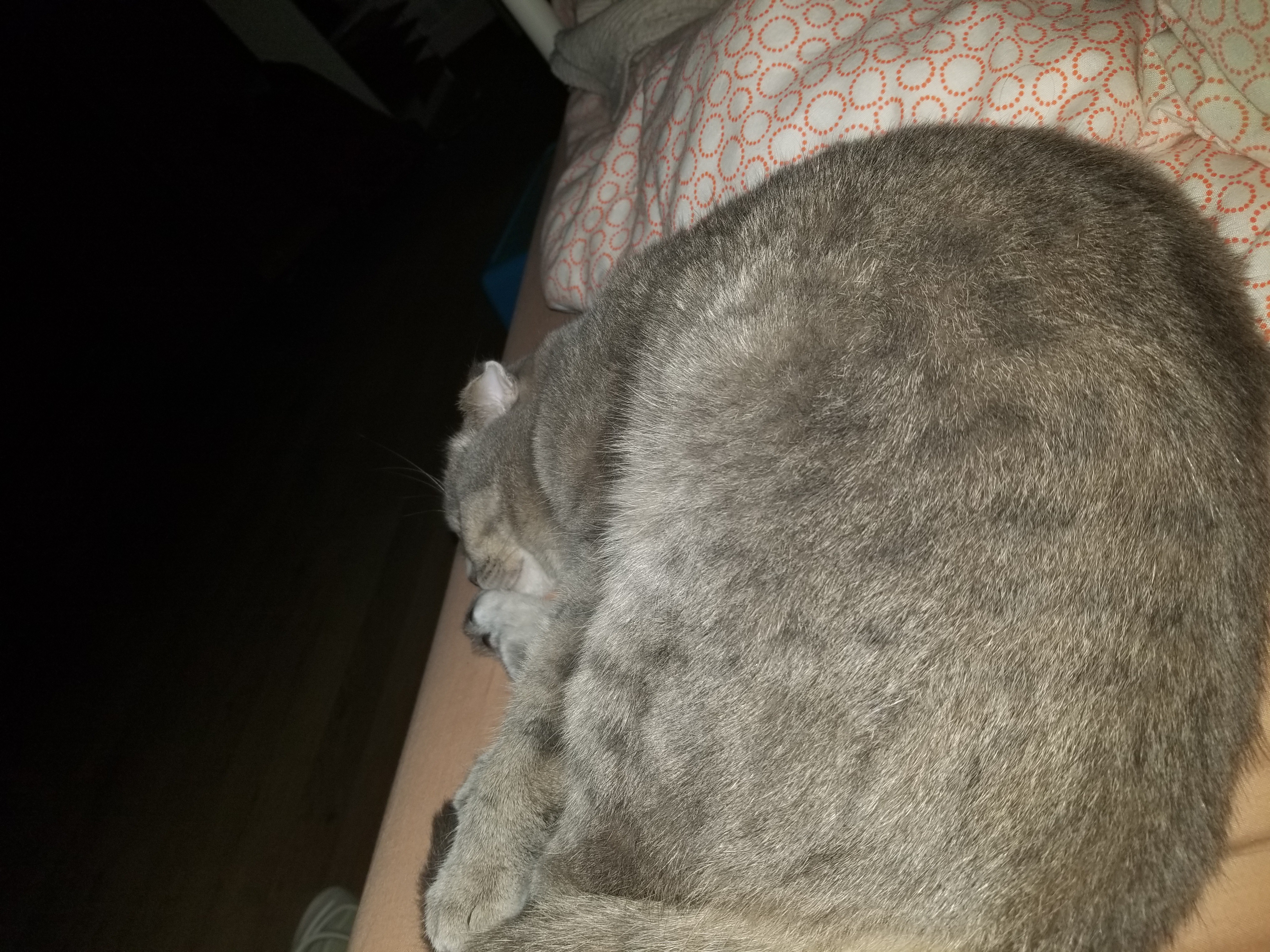 My Cat Enjoying a Cozy Nap Right Next to Me
