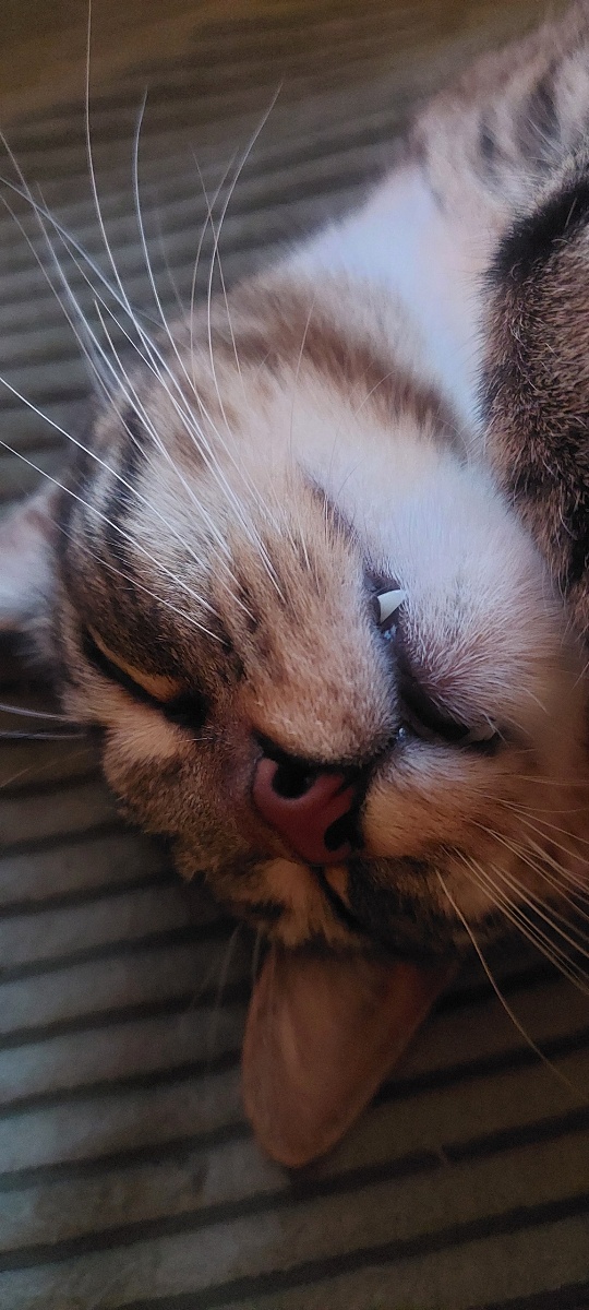 Fangs, Claws, and the Cutest Kitty Cats