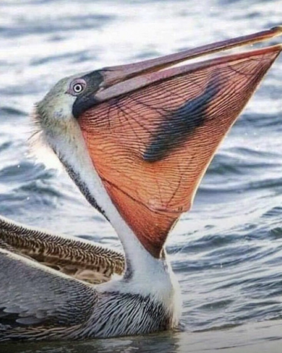 The majestic Pelican in its natural habitat.