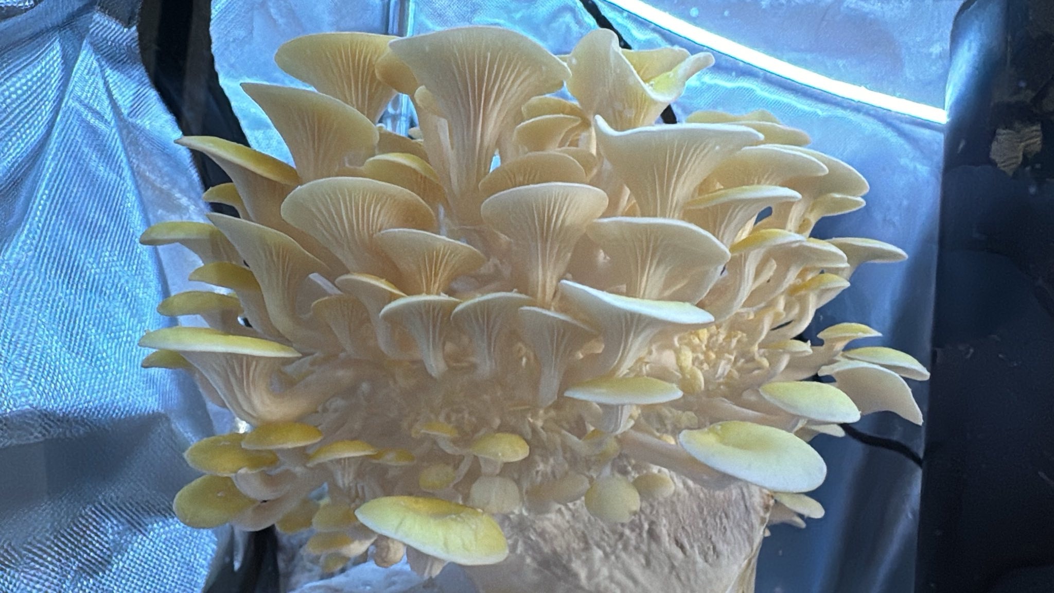 Behold the beauty of golden oyster mushrooms!