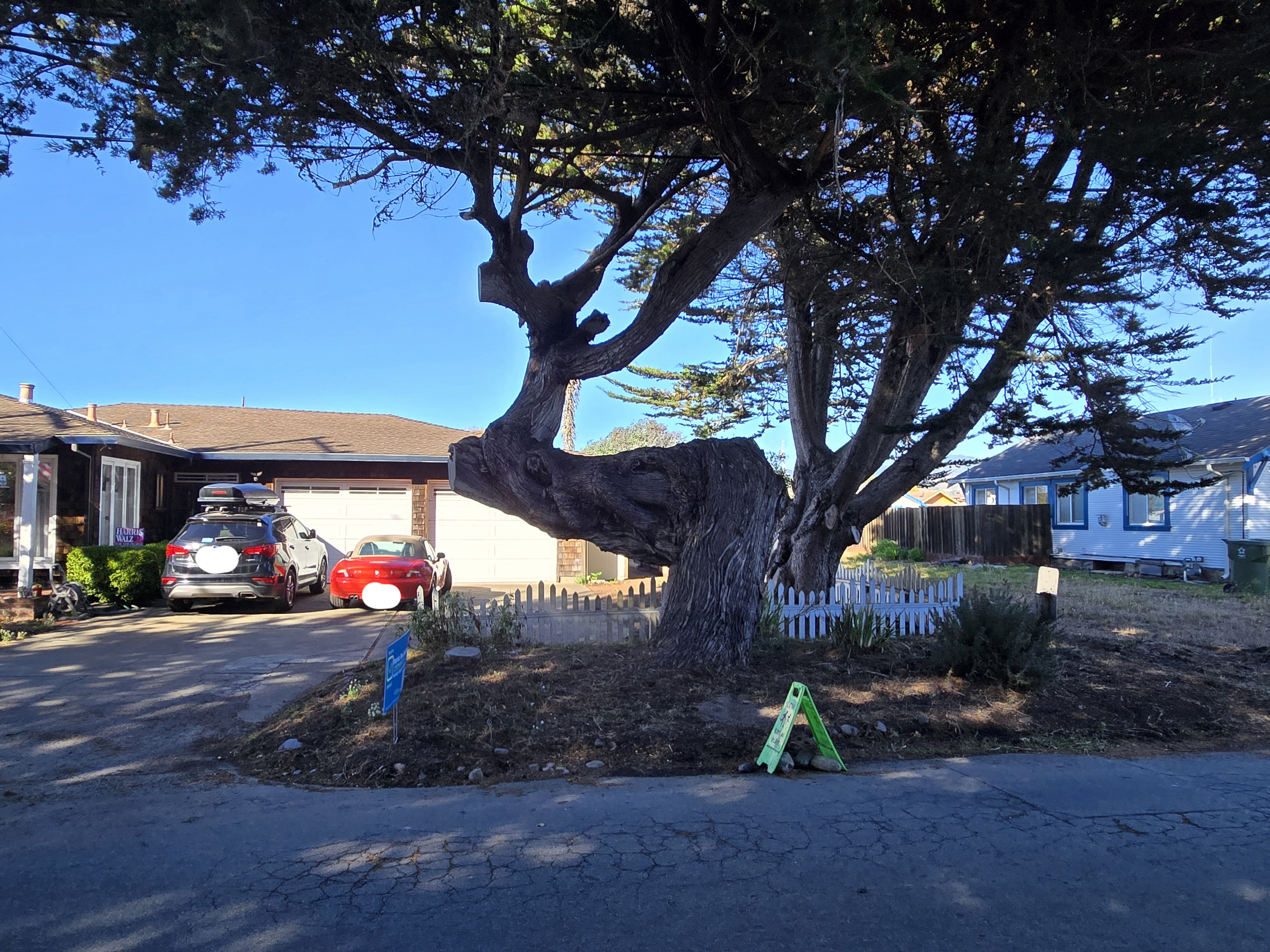 Not Just Any Tree: A Cannabro's Perspective