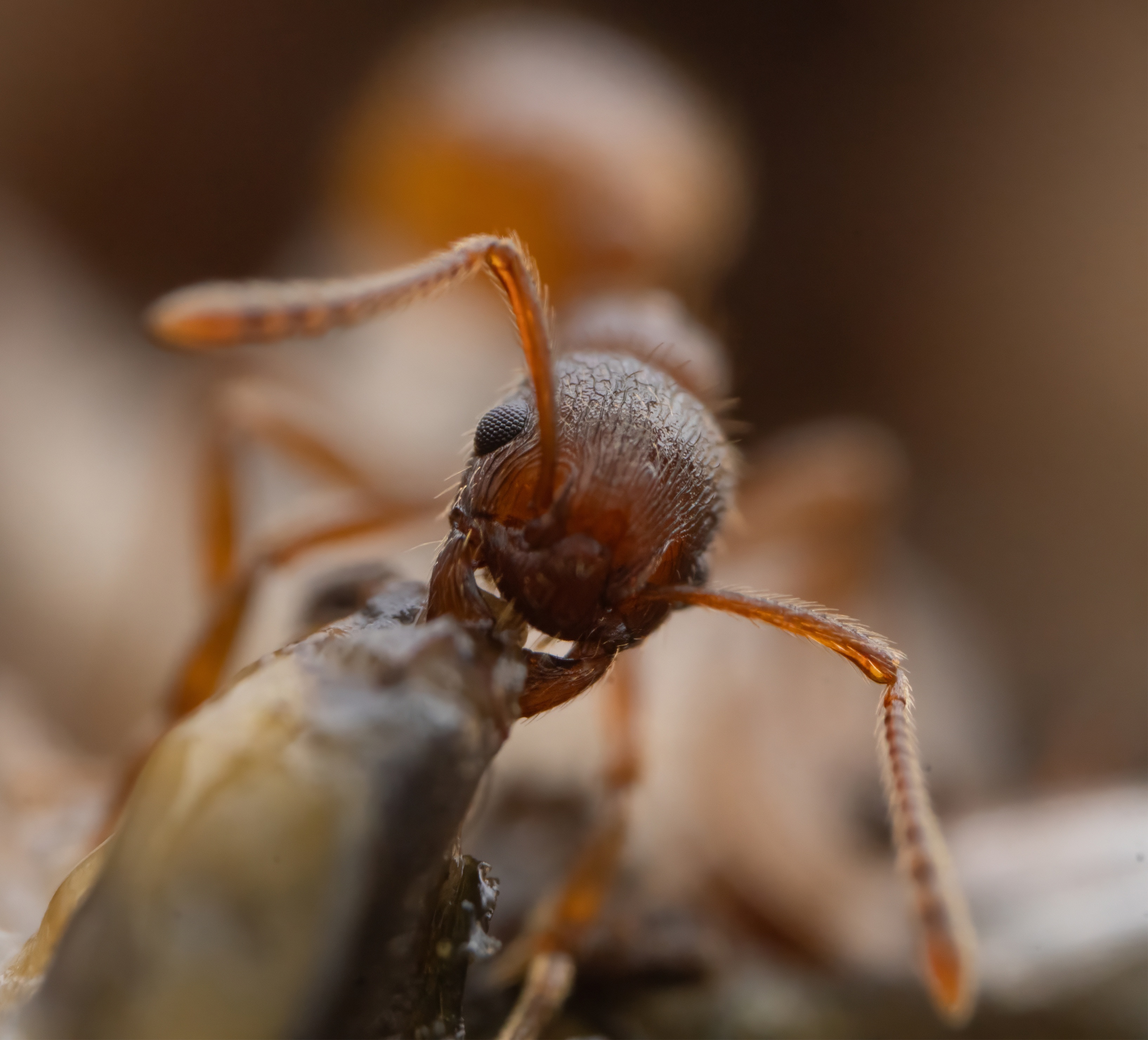 The intriguing Myrmica rubra ant