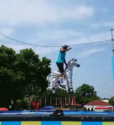 Zebras Showing Off Their Impressive Jumping Skills