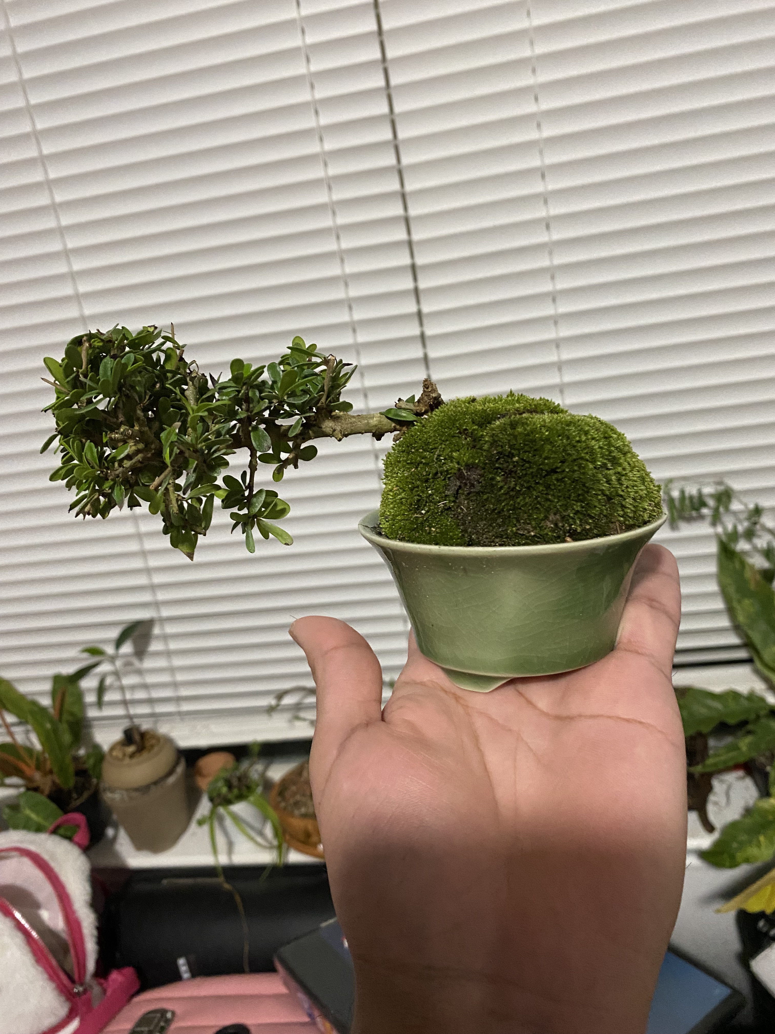 Discovering the Fascinating World of Plant Types
