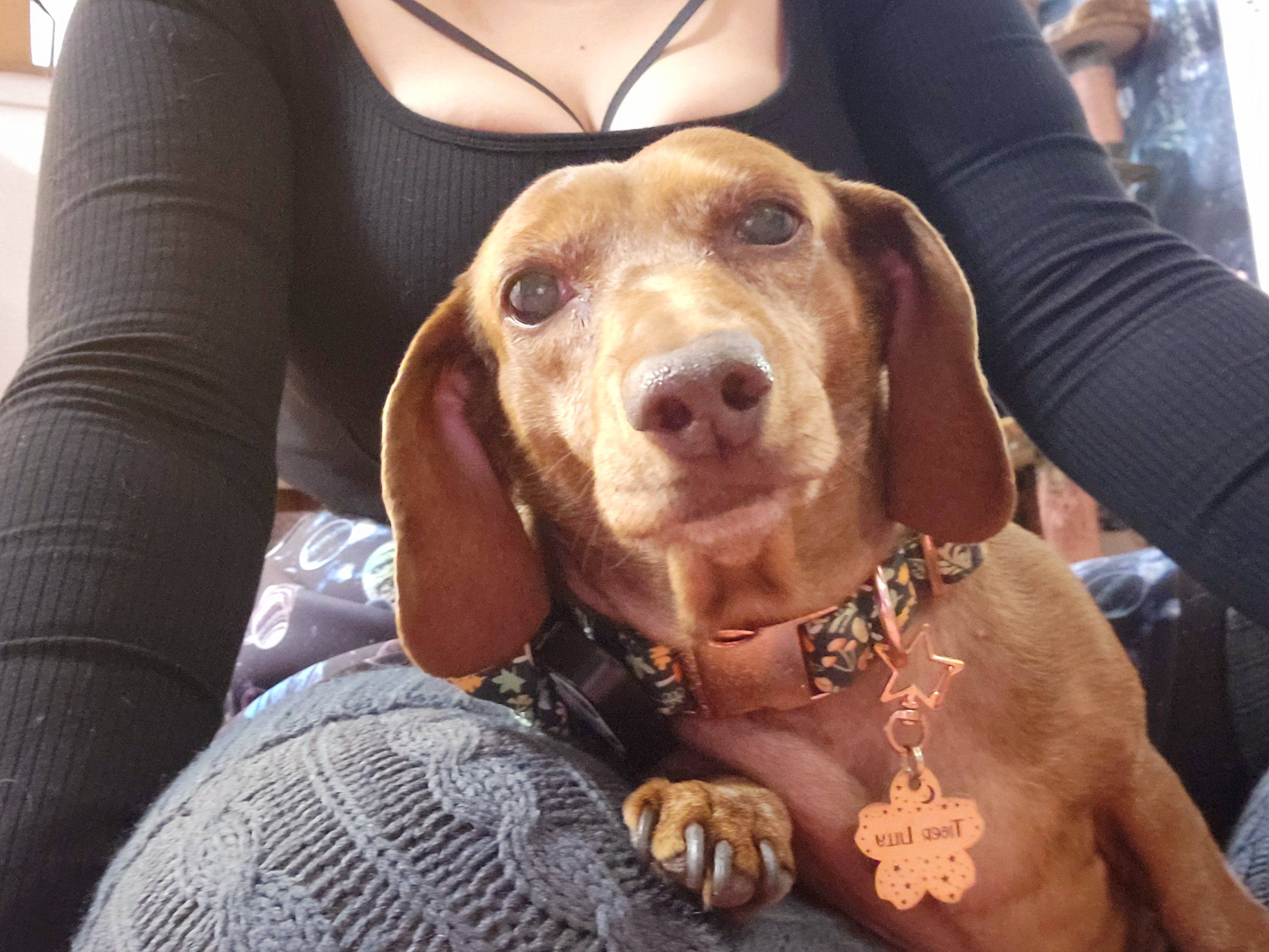 Meet My Adorable Pup, Tiger Lilly - The Cutest #700