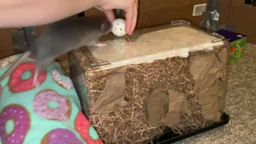 Cinnamon the Rat is Mastering Fetch! | [meme.am]