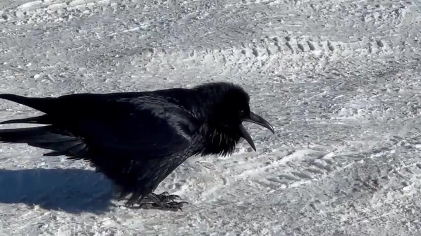 A Most Unusual Phone Call: You Won't Believe What Happened! | [meme.am]